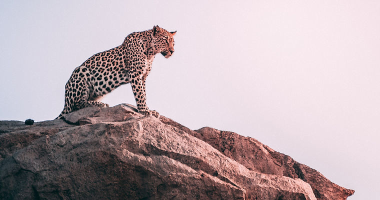 Cheetah